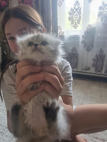кошк: Скотиш Страйт (Шотландиялык тик кулактуу), 2 айлык, Эркек, Алтын шиншилла — 2