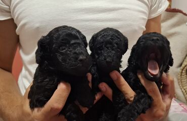 Psi: Pudle – štenad mini tipa Opis: - Preslatka legla pudli sa kovrdžavom — 6