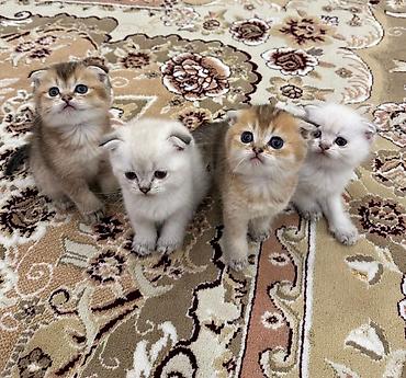 Pişiklər: Britan — 13