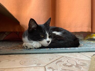 чёрные кошки: Бесплатно отдам молодую кошку (девочку). Только в Бишкеке. Номер