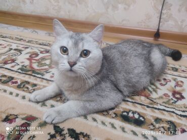 домик для собака: Британская короткошёрстная кошка серебристого окраса (shaded/silver)