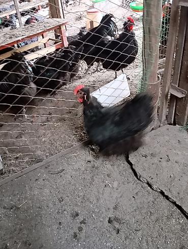 Куры, петухи: Продаю | Куры | Для разведения — 7