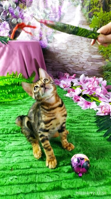 Продажа кошек: Друзья. Бенгальские котята !! Проф.Питомник Бен Гла Мур предлагает — 2