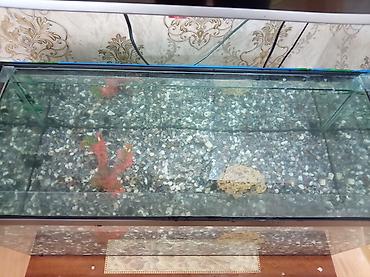 akvarium filteri: Böyük ölçülü şüşə akvarium Balıqla birgə satılır balıqlar 50 dən — 1