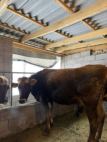 Коровы, быки: Продаю | Корова (самка) | Полукровка | Для молока | Привязанные — 6