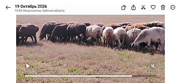 вьетнамский хмонг купить: Продаю | Овца (самка) | Гиссарская | Для разведения | Матка — 1