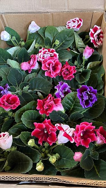 Герани и пеларгонии: Комнатные цветы в горшках — ассортименты расцветок - Цикламен — 15