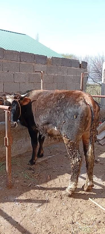 Коровы, быки: Продаю | Корова (самка) — 1