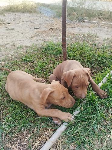 İtlər: Pitbul, 2 ay, Erkek -da lalafo.az — 4 İtlər: Pitbul, 2 ay, Erkek — 4