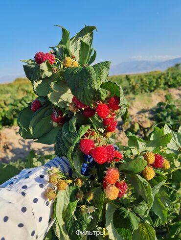 продажа поля: 35 соток, Для сельского хозяйства, Красная книга