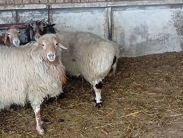 Баран, овца: Продаю | Баран (самец) | На забой — 9