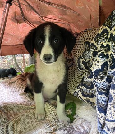 купить корову алатауской породы: Отдаем щенков в добрые руки! Щенкам 1,5-2 месяца!