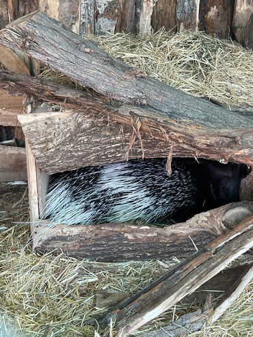 Услуги ветеринара: Ветеринардык врач …! Ветеринарный врач …! Узи🐄🐎🐑🐐🐕🐈 Бодо малга — 11