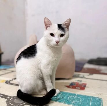 корма для крс: Кошка даром: Беспородная, 10 месяцев, Девочка, Кастрирована, Приучена к лотку, Проглистована