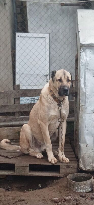 İtlər: Qurdbasar, 2 il, Erkek — 3