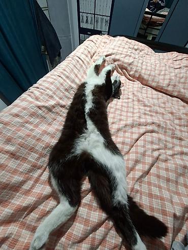 cat chow: Кошка даром: Беспородная, Мальчик, Приучена к лотку, Проглистована — 6