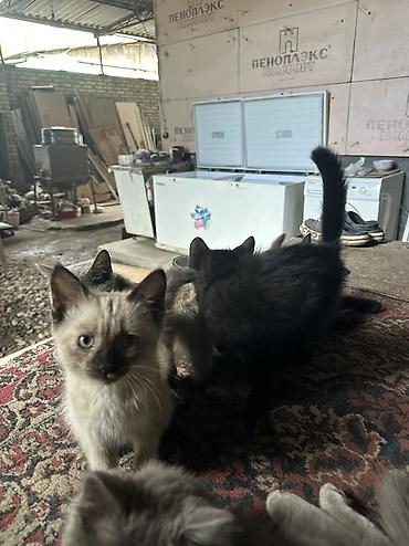 коты бишкек: Отдаю даром котят — 9