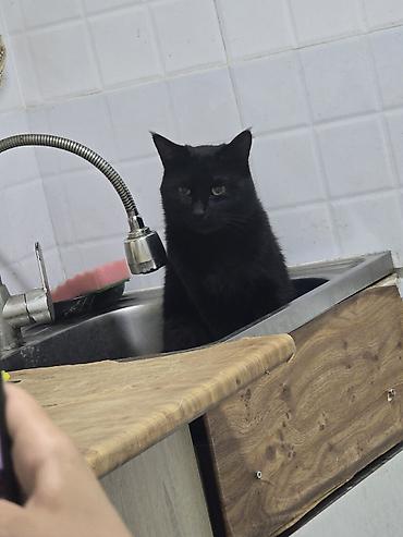 кошка черная: Кошка даром: Беспородная, 2 года, Мальчик, Приучена к лотку — 1