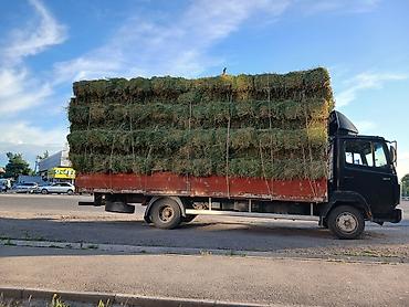 С/х животные и товары: Тоо чоп беде экспорсет с доставкой цена договорная — 3
