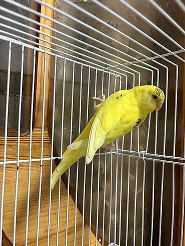 quş papuqay: Erkek Sarı dalmatian naxışlı dalğalı tutuquşu (budgerigar) - Növ — 4