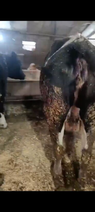 Inəklər, öküzlər: Salam aleykum super 2 dene iney diler cüt 6400 diyilir razılaşmaq olar — 6