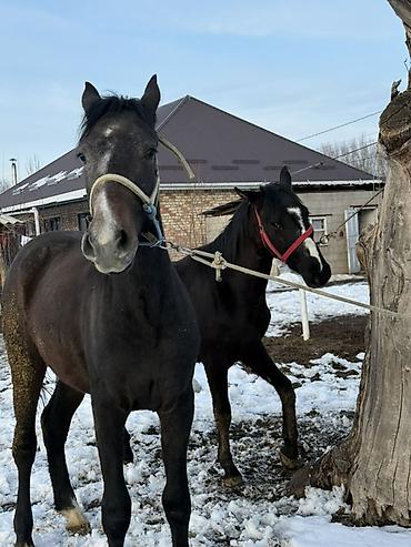 Лошади, кони: Продаю | Жеребец, Жеребенок | Рабочий — 2