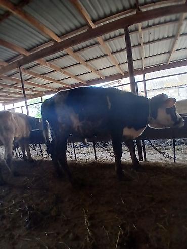 Dana, buzov: 3 erkək 2 dişi dana — 14