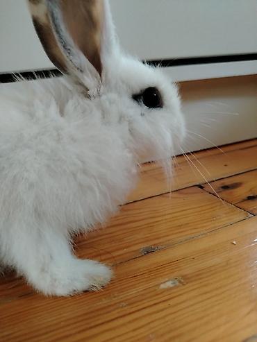 it satilir ucuz: Holland mini lop dovşani,tam saglamdi,ev şəraitində saxlanılıb, baxa — 4