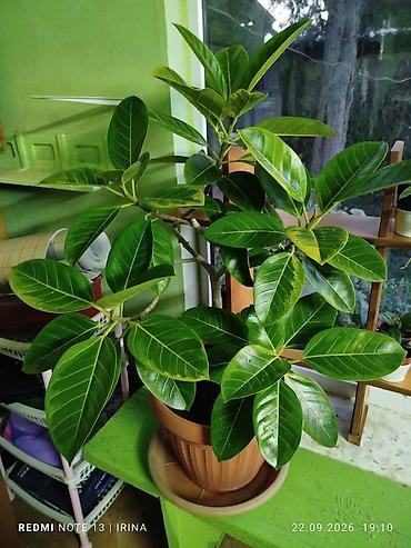 гидро помпа: Гортензия белая,гортензия vanilla fraise,декоративный — 7
