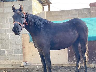 Лошади, кони: Продаю | Кобыла (самка) | Для разведения, Конный спорт | Племенные — 9