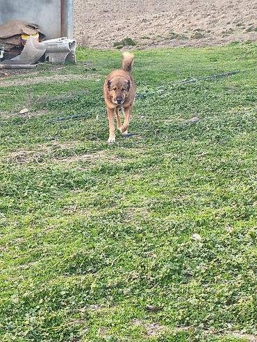 İtlər: Qafqaz çoban iti — 7