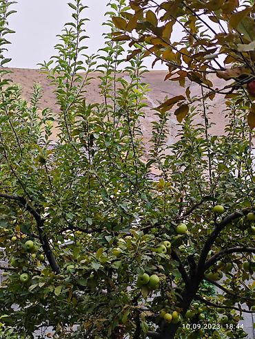 Продажа коттеджей и домов: Продам частный дом! Район: Начало ул. Шералиева Ул. Бишкек-125 — 22