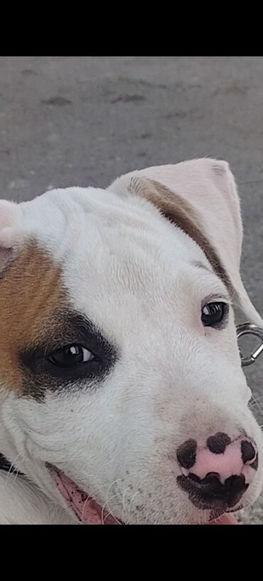 Pitbul, 2 ay, Erkek, Peyvəndli, Ünvandan götürmə