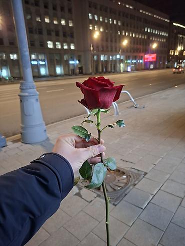 Одинарная красная роза на длинном стебле. - Цветок: классическая