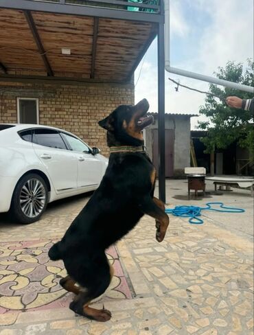 купить дрессированную собаку: Ротвейлер, кобель Описание: - Крупный, мощный ротвейлер с правильным