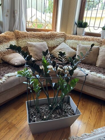 Деревья: Zamioculcas zamiifolia (Zanzibar daşı) bitkisi ilə hər məkana təbiət