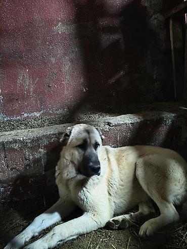 kangal satilik: Kanqal, 7 ay, Dişi, Peyvəndli — 2