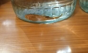 Akvariumlar: Salam! 1 şəkil -Akvarium - 35 manata 40 idi 2 şəkil -filtr - 16 -da lalafo.az — 10 Akvariumlar: Salam! 1 şəkil -Akvarium - 35 manata 40 idi 2 şəkil -filtr - 16 — 10