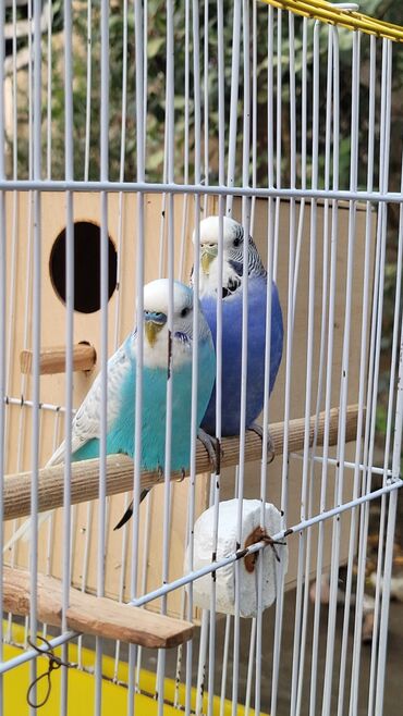 lelekli heyvanlar: 2 eded quş satilir qefesi domiki yemeyi su qabi yemek qabi .her seyi