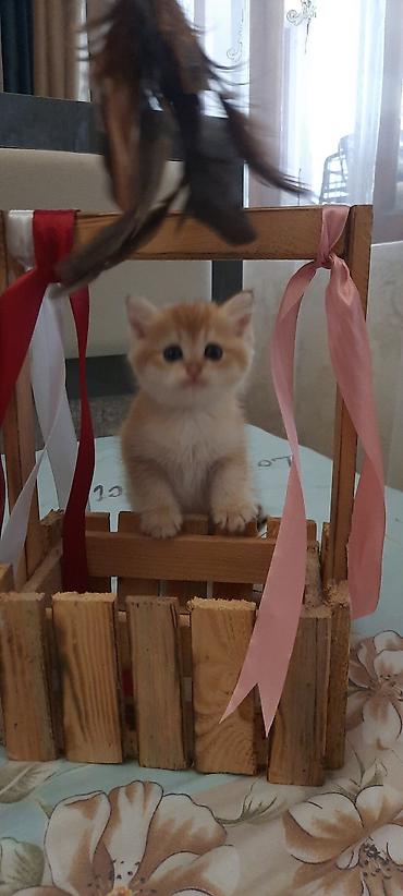 Кошки: Britan winwila tam saglam balalar brona hazirdi ata ana temiz qan — 7