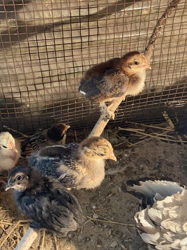 Птицы: Продаю Бентамок карликовых цыплят 21 день Цена 200 сом есть 30 штук