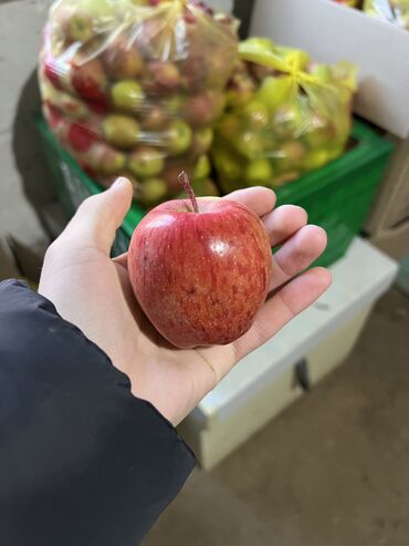 где купить семена пшеницы: Уруктар жана көчөттөр Алма жыгачы, Өзү алып кетүү