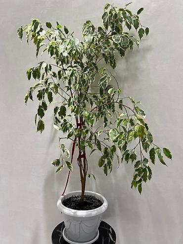Монстеры: Монстера делициоза (Monstera deliciosa) – крупное — 16