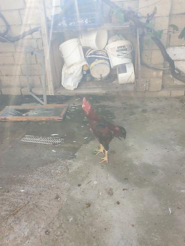 2 illiyi çox gözəl heyvandı sonu 150