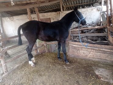 дождевик для мопса: Продаю | Жеребец | Полукровка | Рабочий