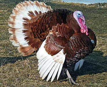 bildircin əti satisi: Kimdə bur Rəng Xoruz hundüsqa varsa əlaqə saxlasın Ağcabədi zonasında — 3