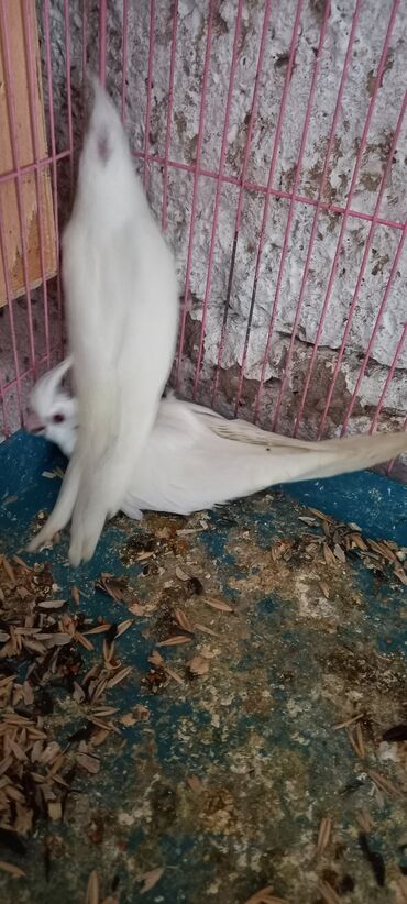 Tutuquşları: Salam ilk ozce yazini hamisini oxuyun sonra elaqe saxliyin hardasa bir — 1