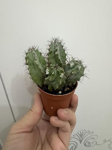 Замиокулькас (Долларовое дерево): Комнатные растения в горшках (на выбор): 1) Замиокулькас (Zamioculcas — 17