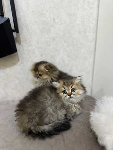 Pişiklər: Britan, Dişi — 3