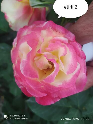 Şitillər: Salam Güllər Rusiyada gelib xarici gülldü nömrədə whatsapp var — 33